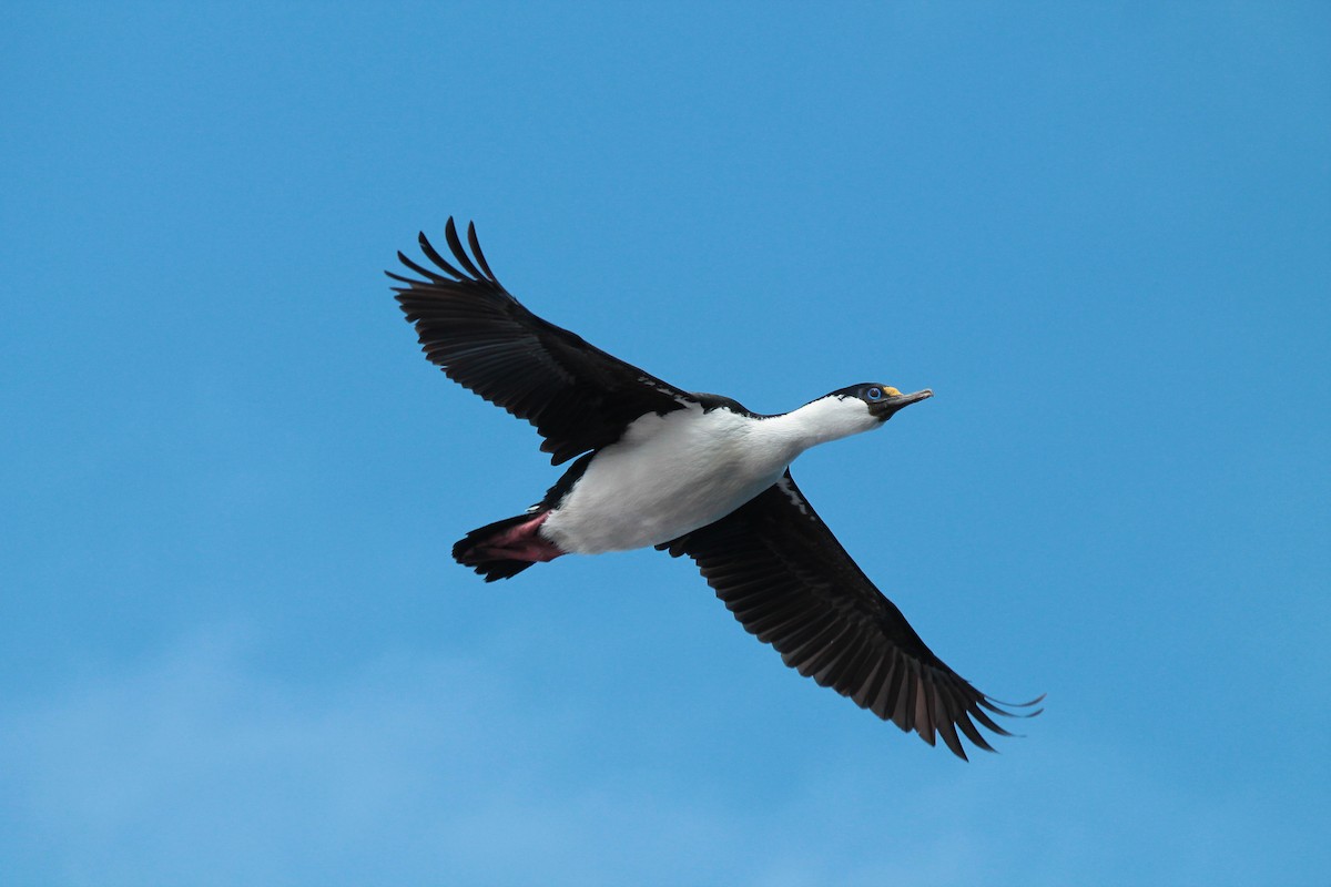 Crozet Shag - Adrien Pajot