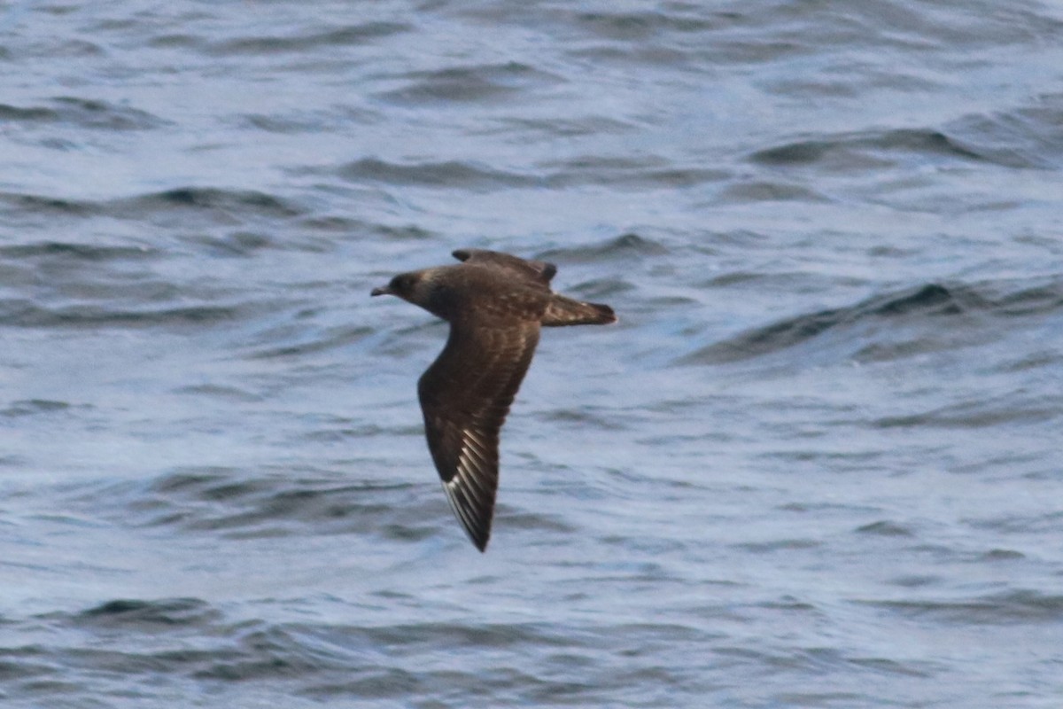 Chilean Skua - ML48528961