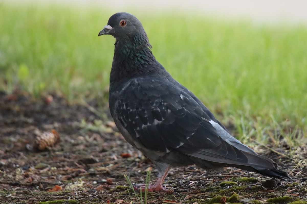 Rock Pigeon (Feral Pigeon) - ML485289901
