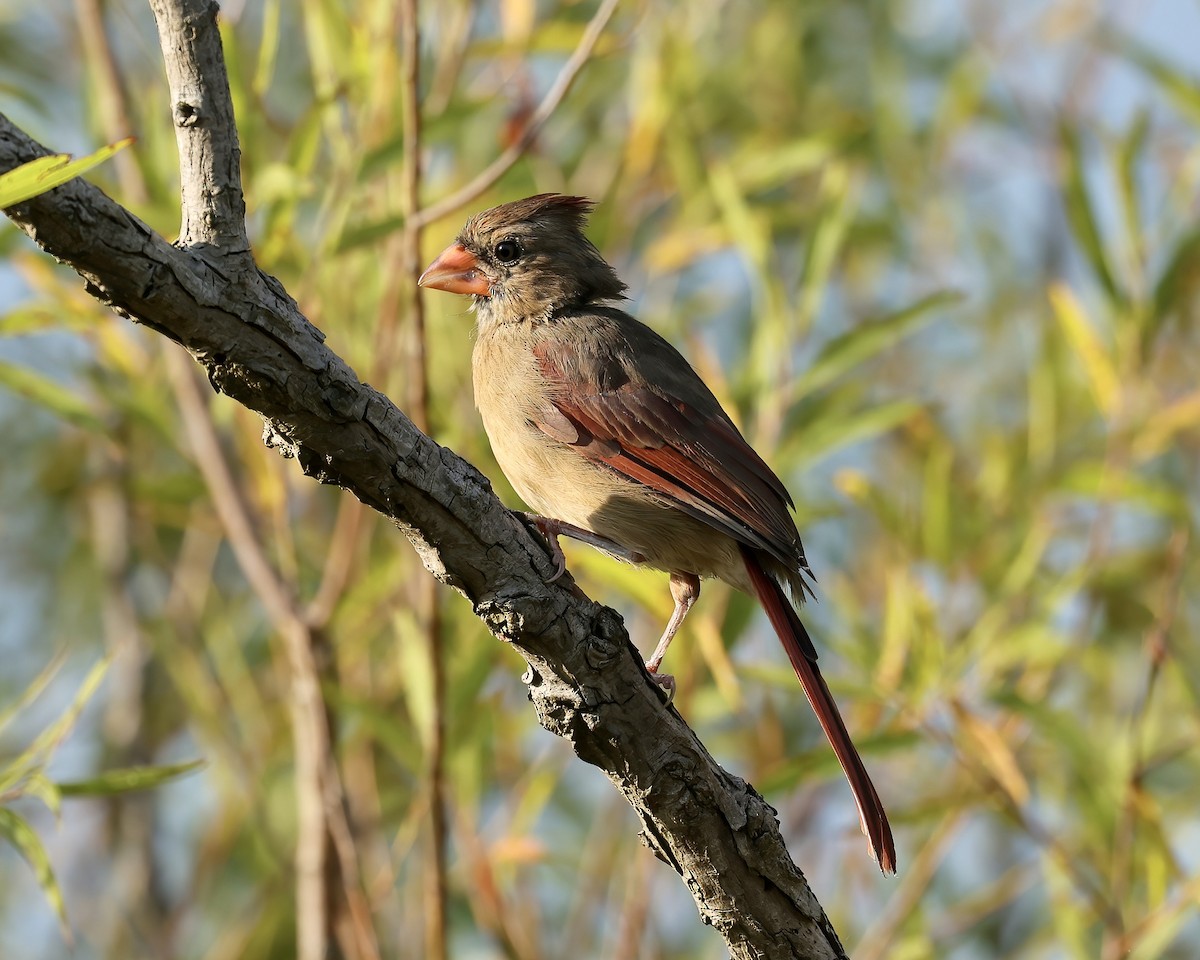 Northern Cardinal - ML485291091