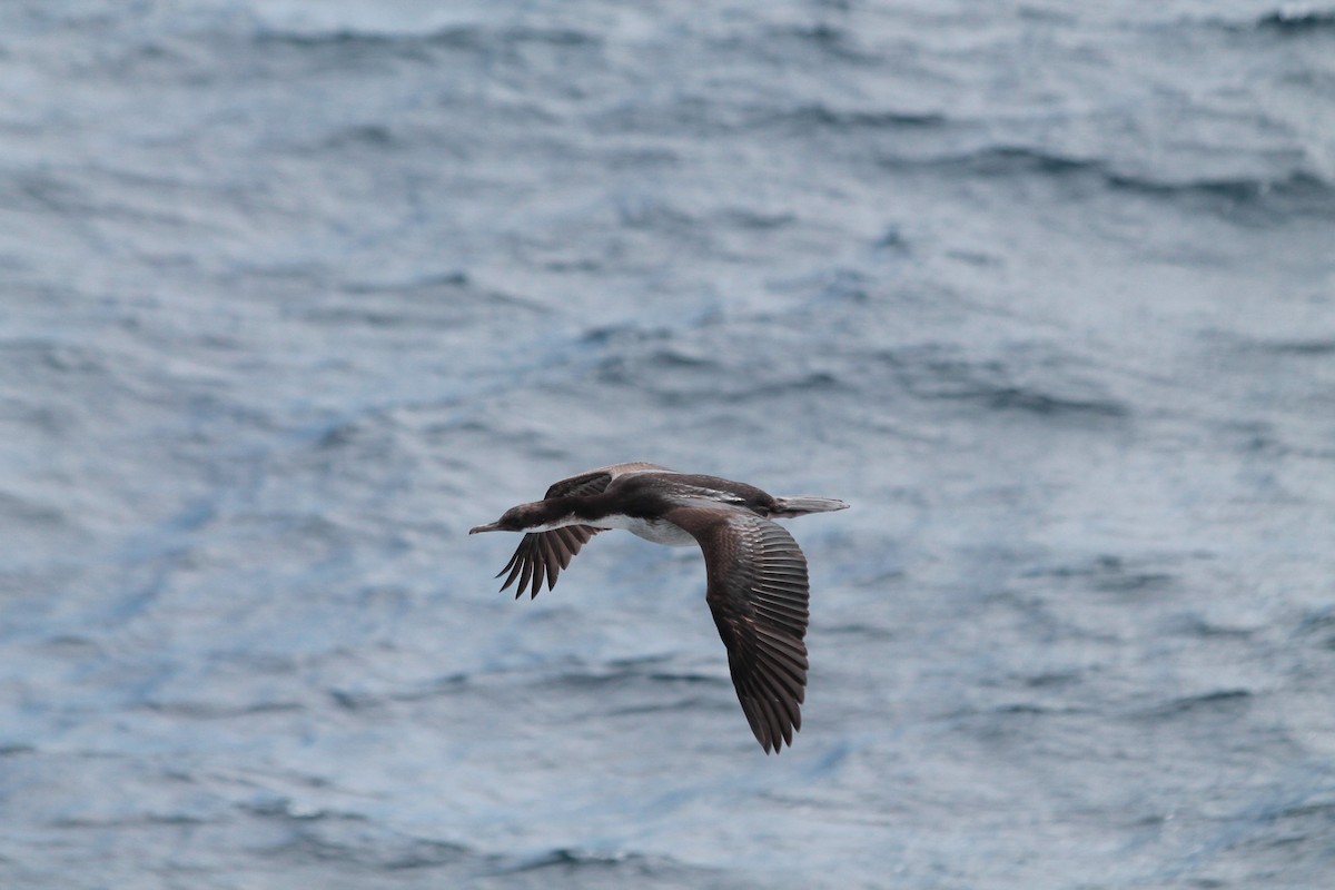 Crozet Shag - Adrien Pajot