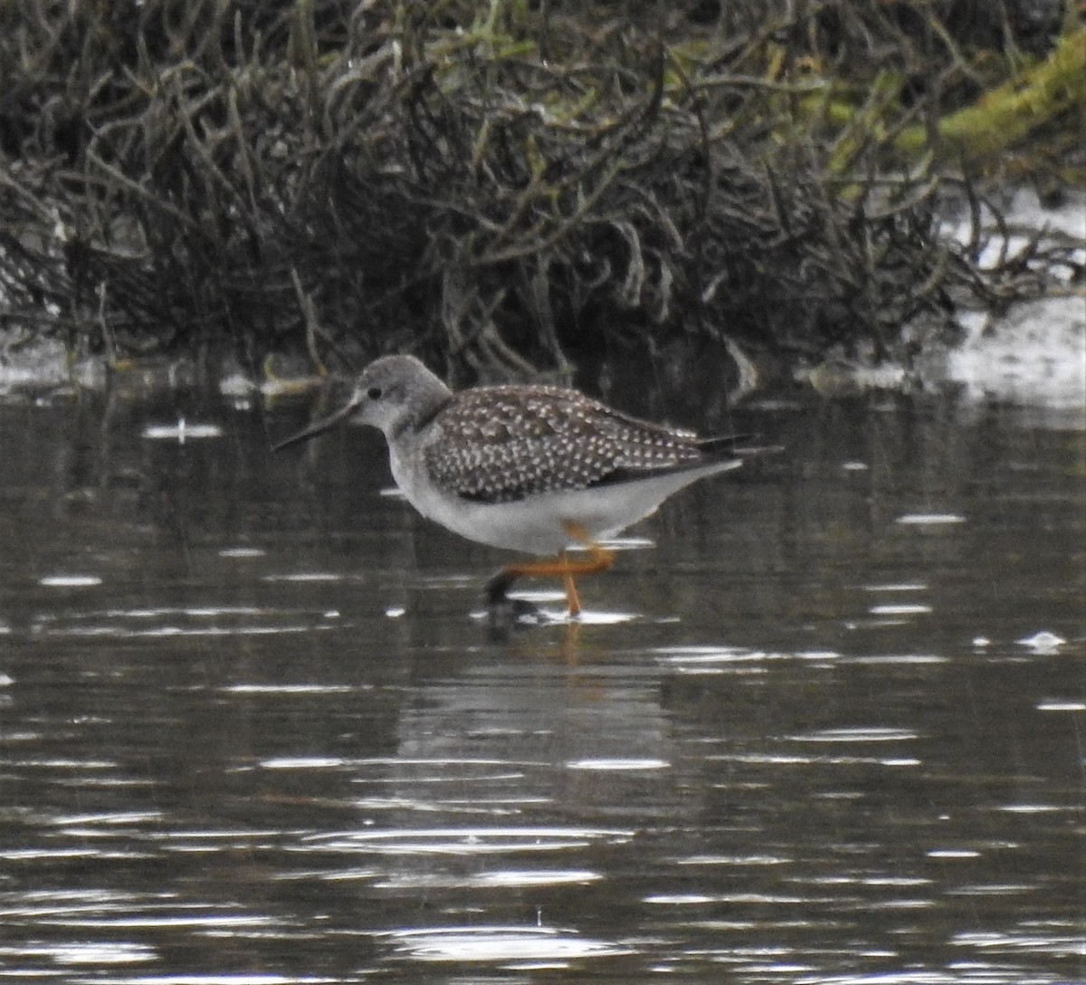 gulbeinsnipe - ML485291121