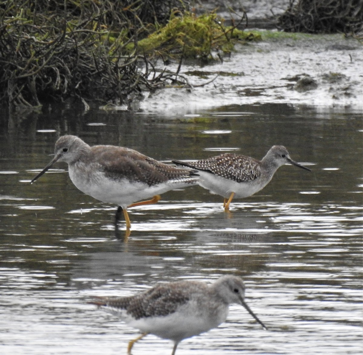 gulbeinsnipe - ML485291131