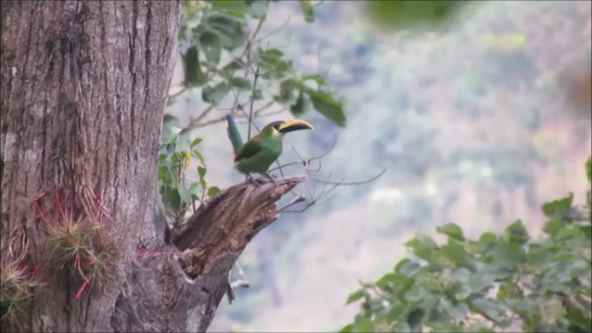 Toucanet émeraude - ML48529131