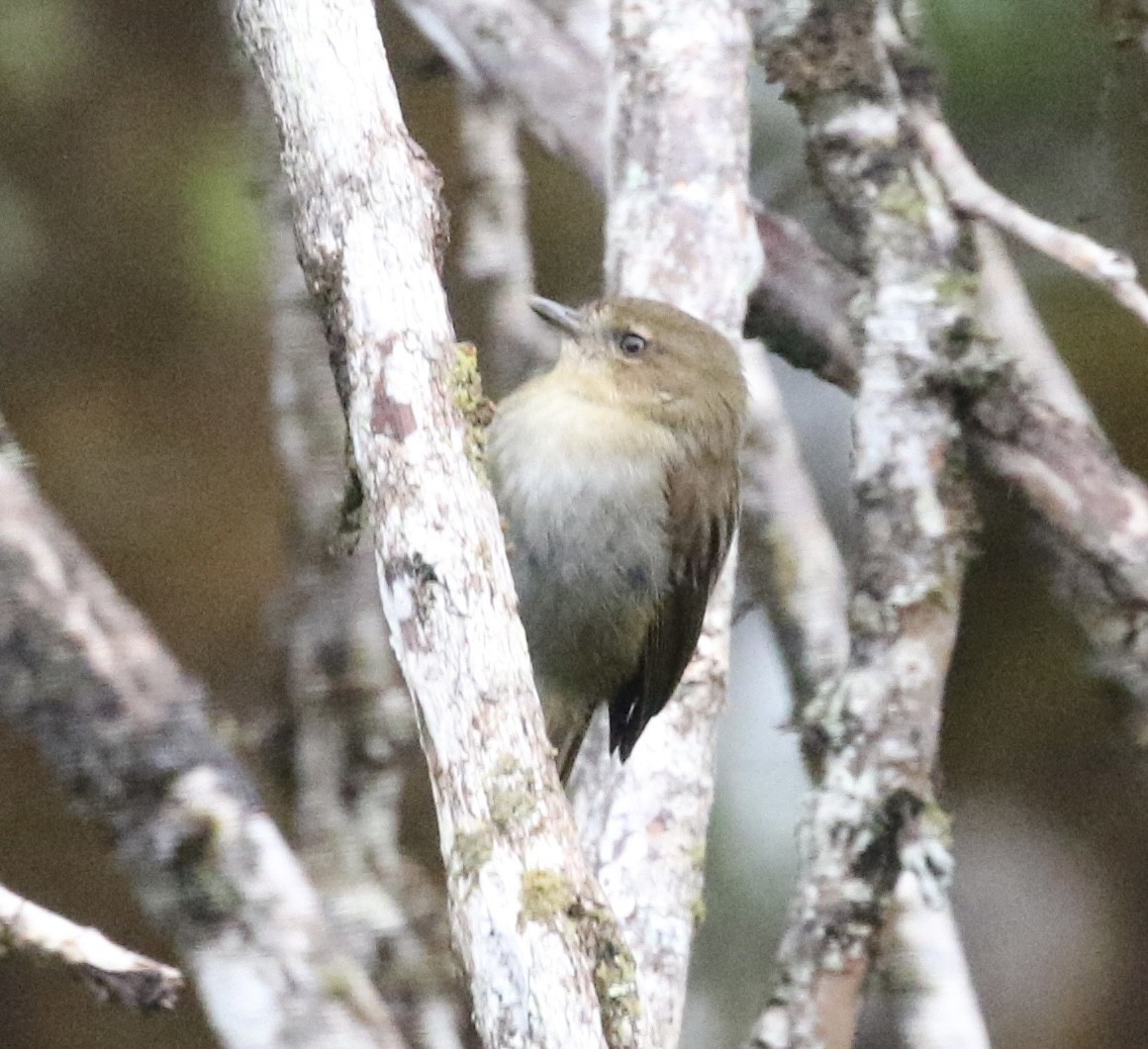 Large Scrubwren - ML485291611