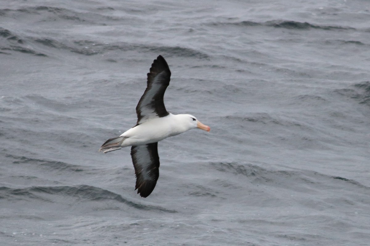 Albatros à sourcils noirs - ML48529311