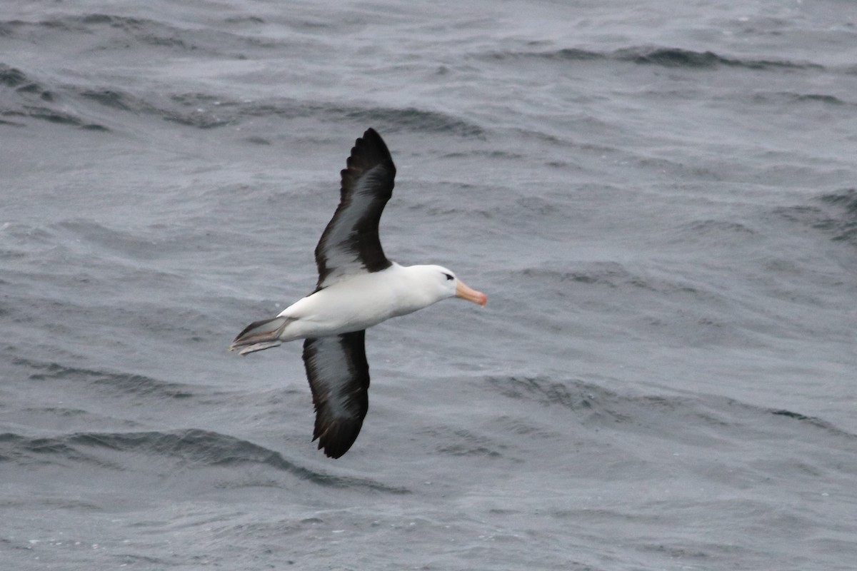 Black-browed Albatross - ML48529311