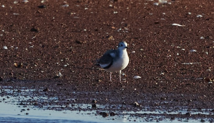 Sabine's Gull - Chase Moxley