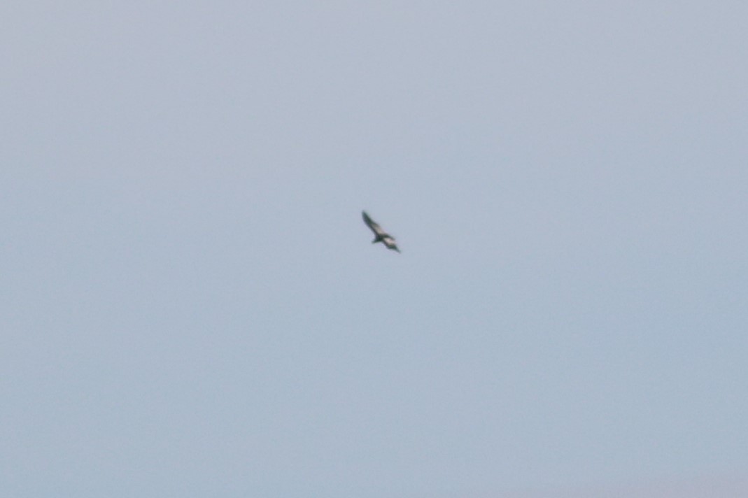 Andean Condor - ML48529391