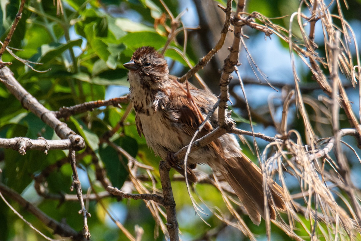 Song Sparrow - ML485294251