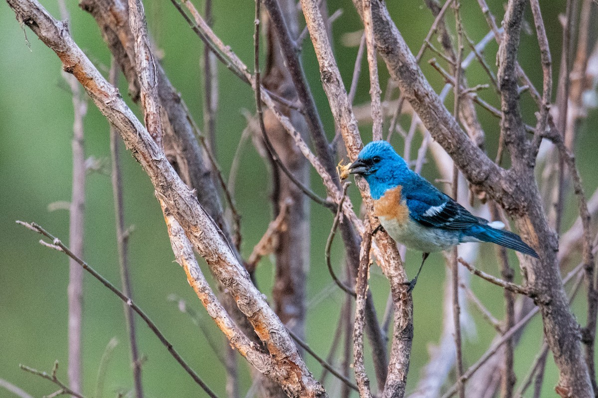 Lazuli Bunting - ML485294351