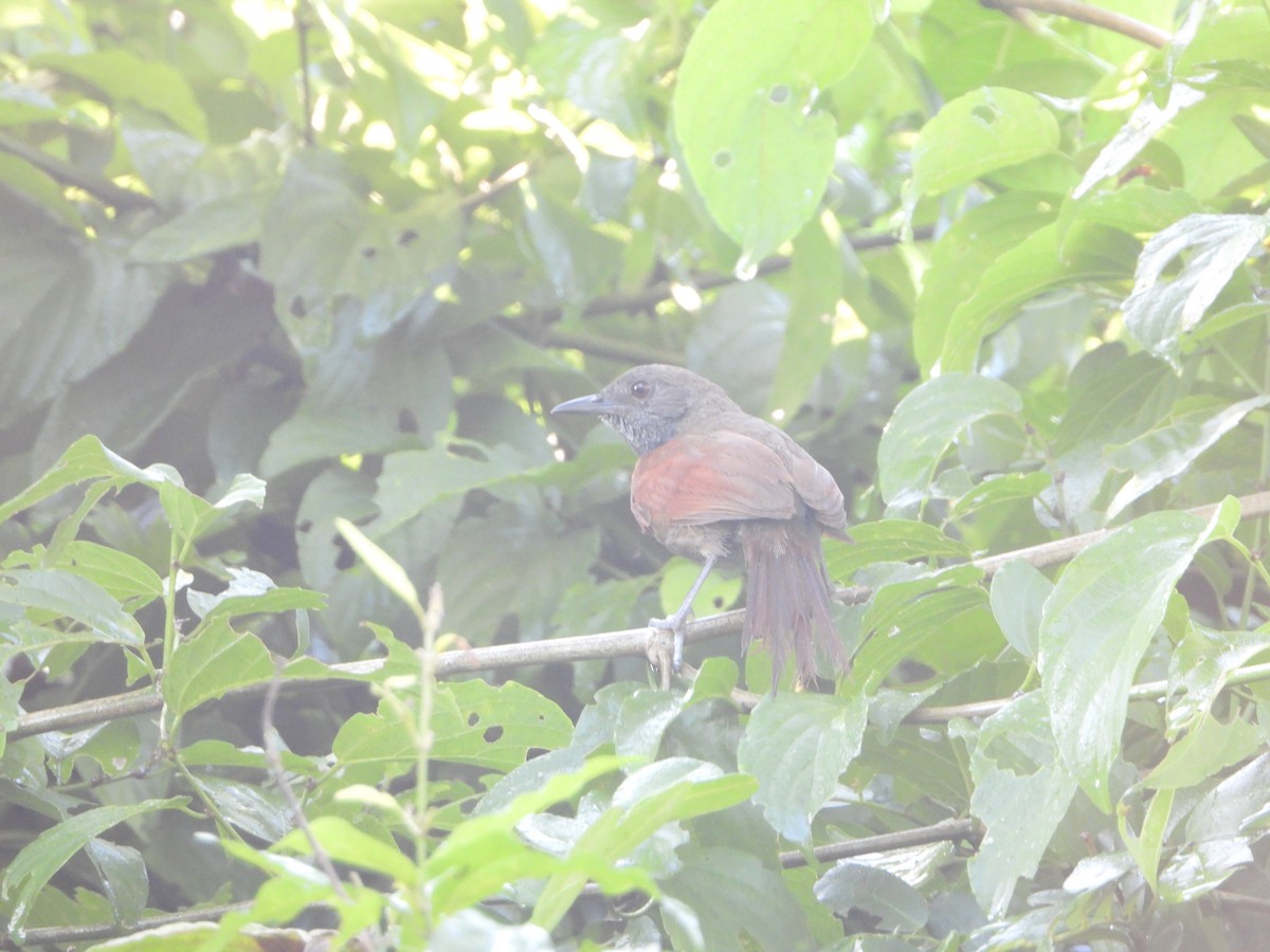 Rufous-breasted Spinetail - ML485294741