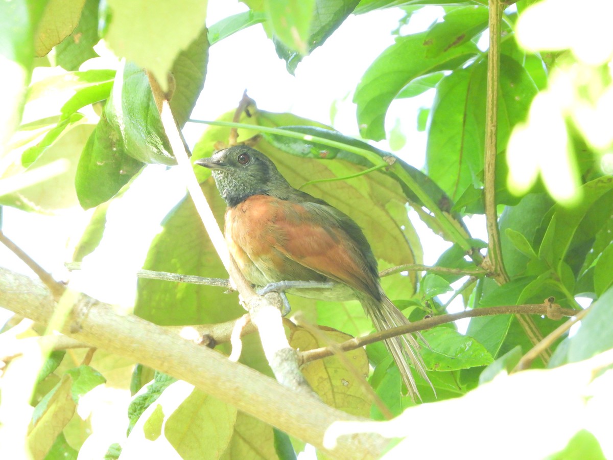 Rufous-breasted Spinetail - ML485294751
