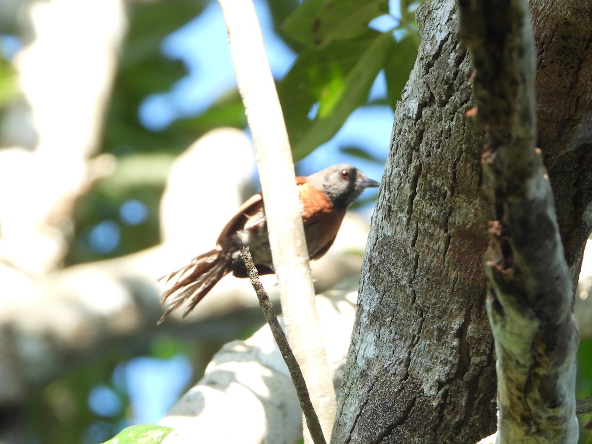 Rufous-breasted Spinetail - ML485294761