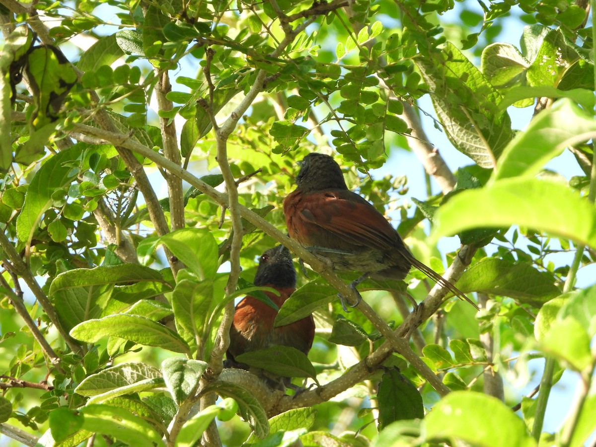 Rufous-breasted Spinetail - ML485294771