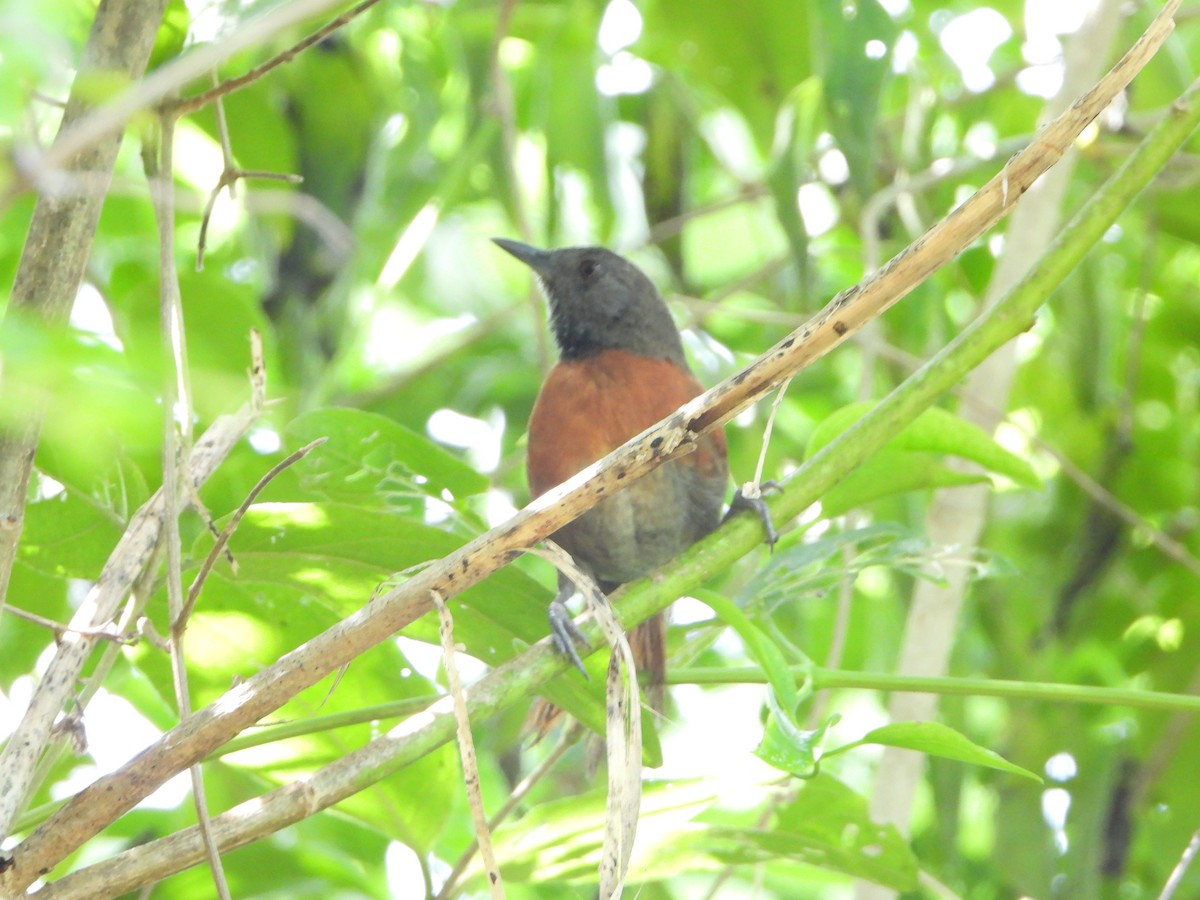 Rufous-breasted Spinetail - ML485294831