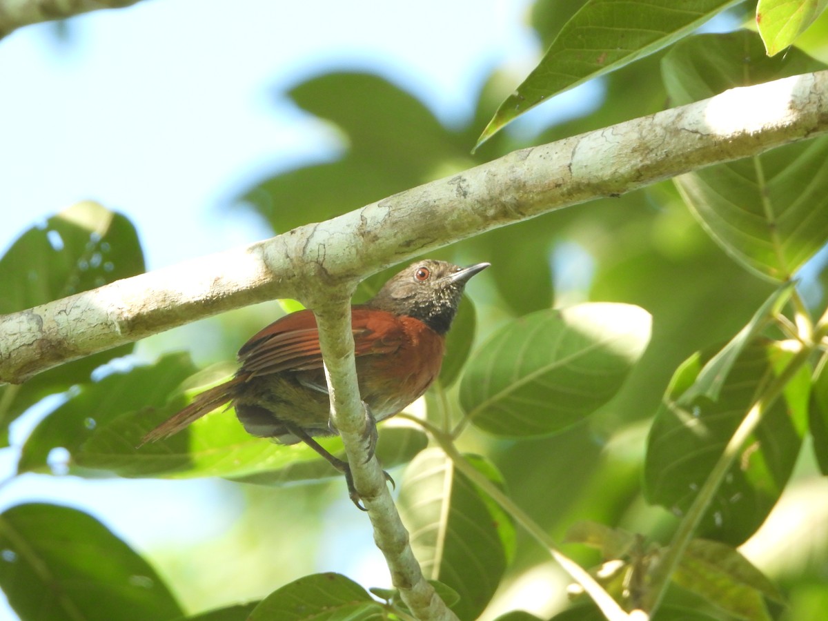 Rufous-breasted Spinetail - ML485294841