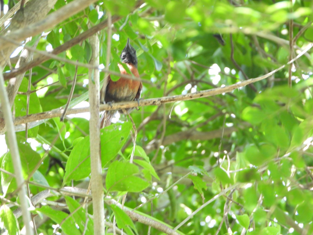 Rufous-breasted Spinetail - ML485294851