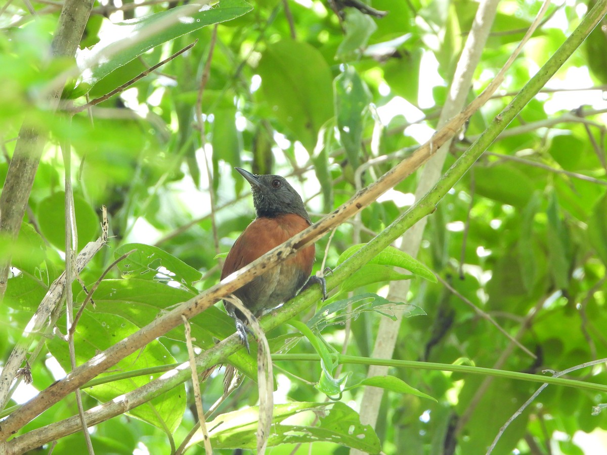 Rufous-breasted Spinetail - ML485294861