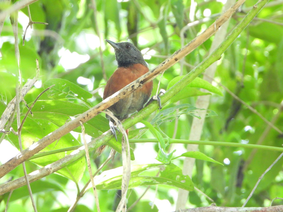 Rufous-breasted Spinetail - ML485294871