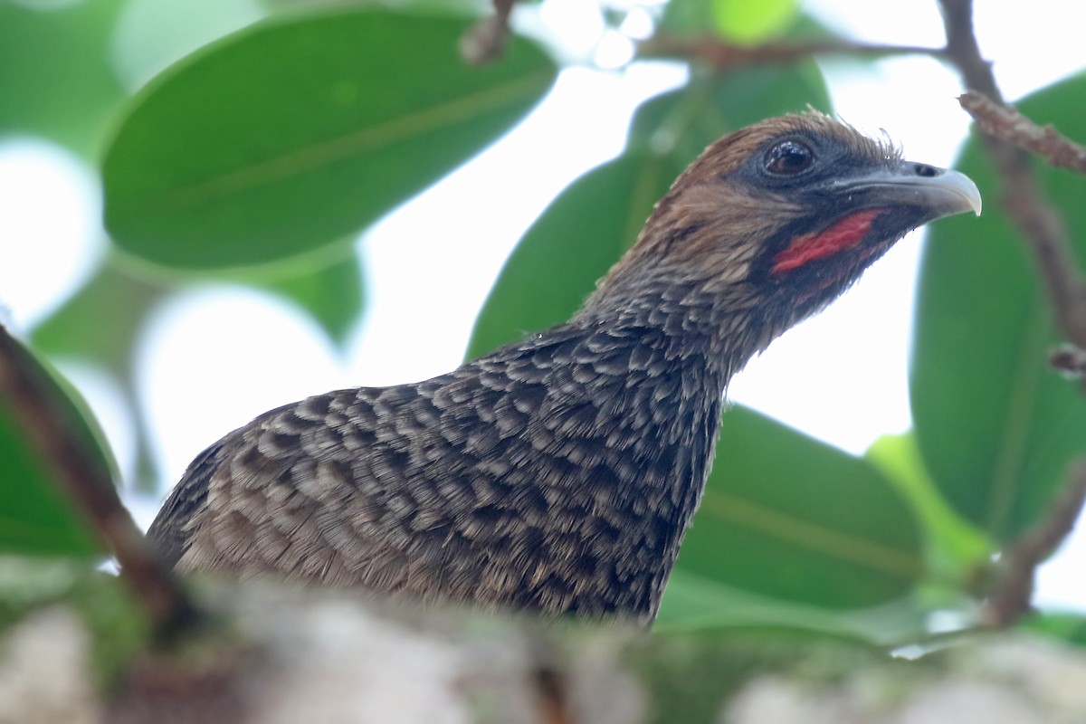 East Brazilian Chachalaca - ML485294891