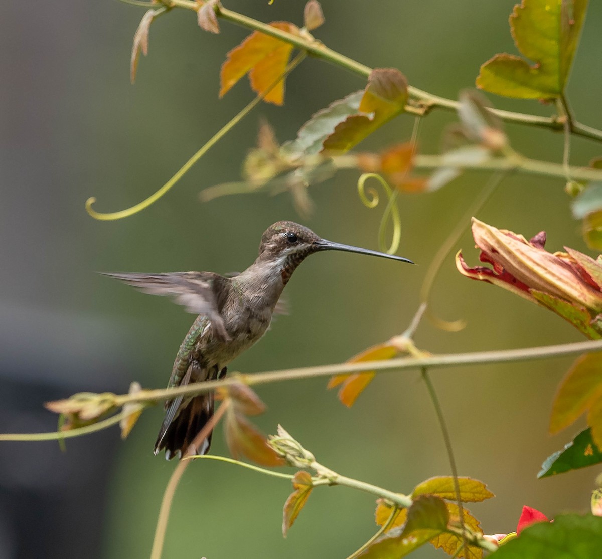 Plain-capped Starthroat - Ricardo Rojas Arguedas