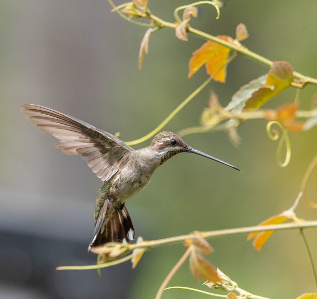 Plain-capped Starthroat - Ricardo Rojas Arguedas