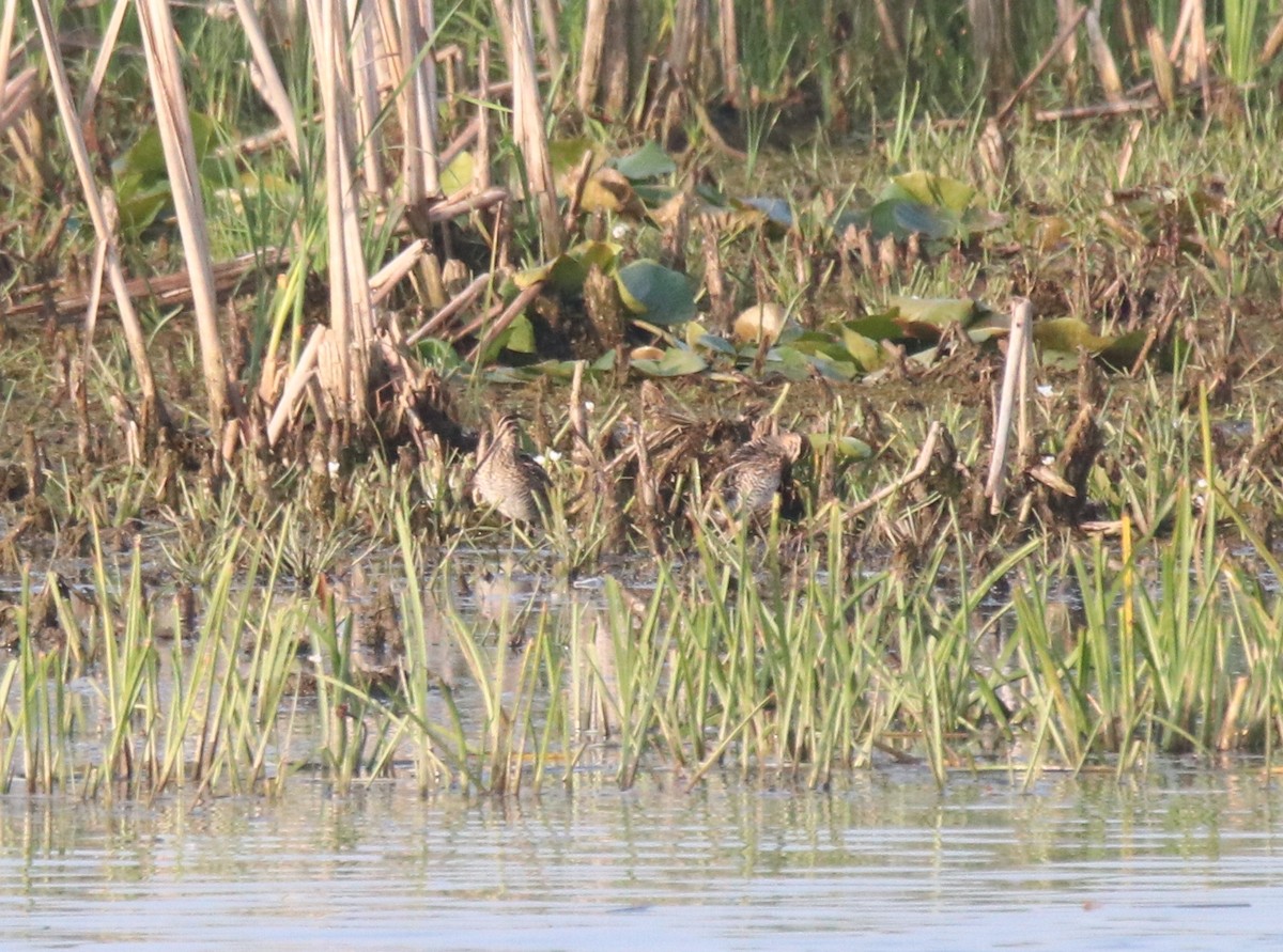 Wilson's Snipe - Keith Matthieu