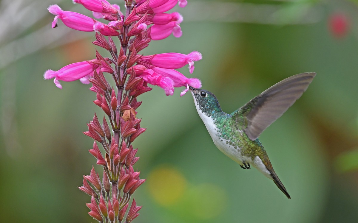 Andean Emerald - ML485296071