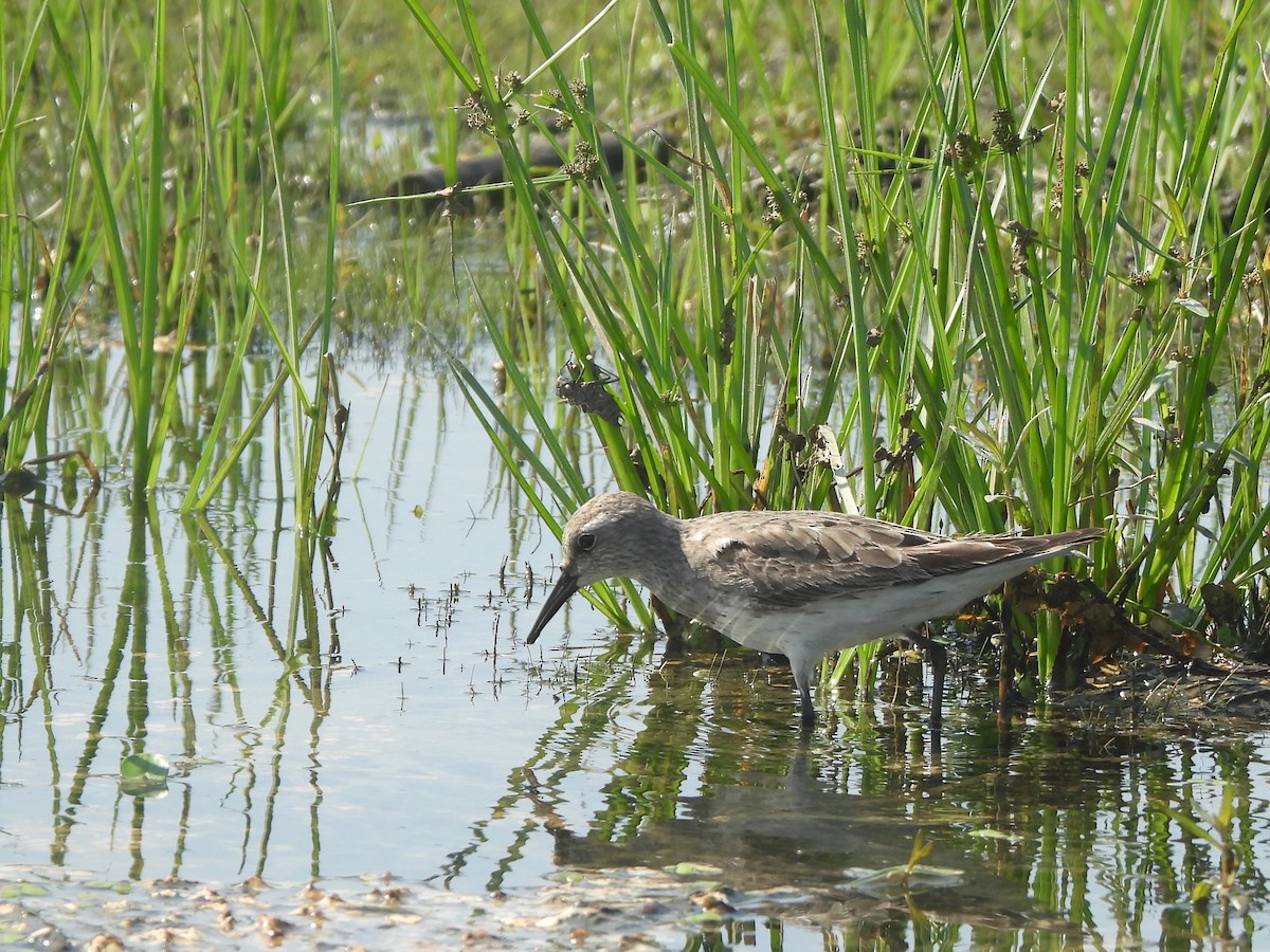 Weißbürzel-Strandläufer - ML485296281