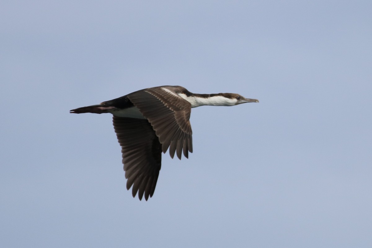 Imperial Cormorant (King) - ML48529641