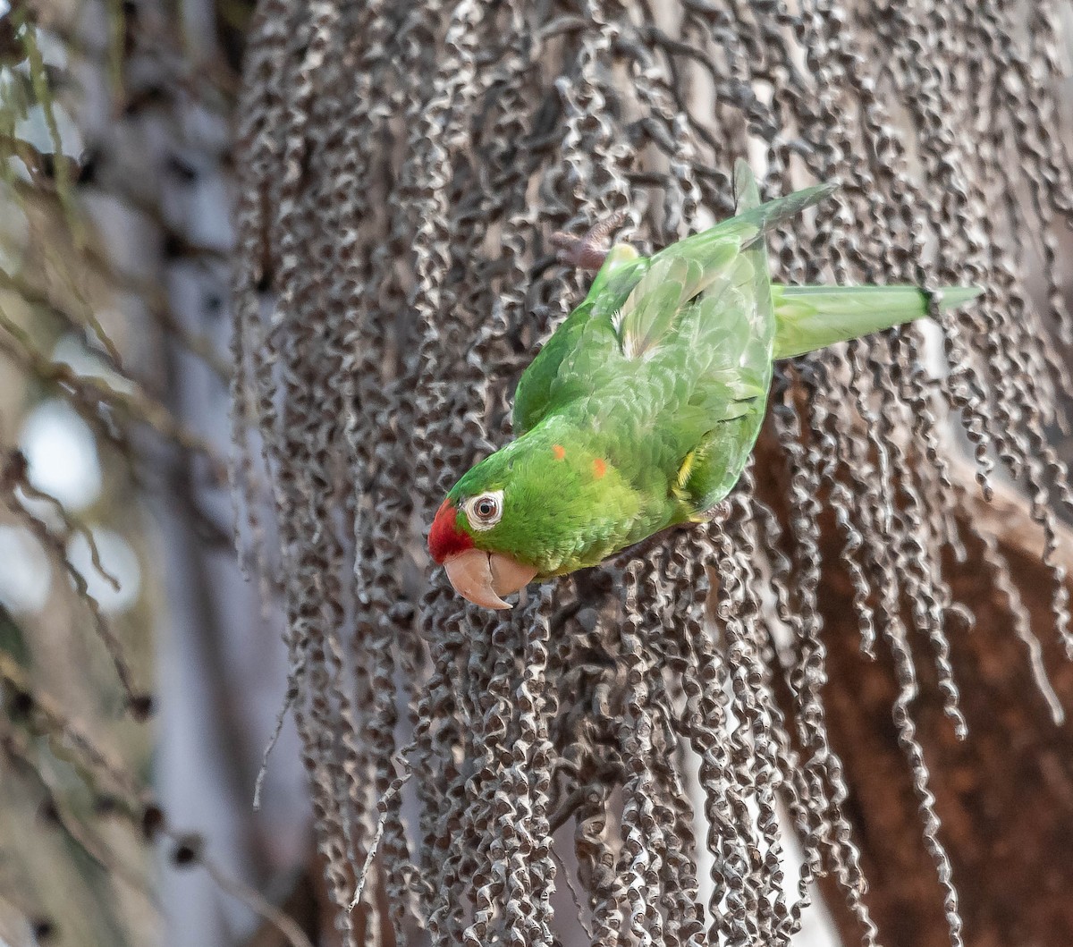 Crimson-fronted Parakeet - Ricardo Rojas Arguedas