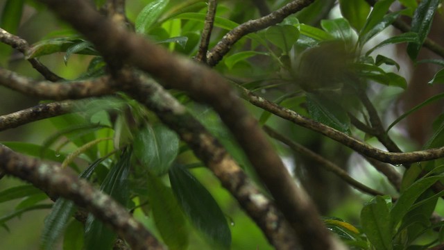 Kauai-Amakihikleidervogel - ML485297