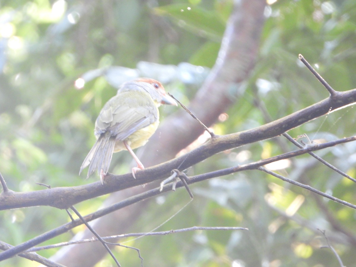 Rufous-browed Peppershrike - Angel Castillo Birdwatching Guide