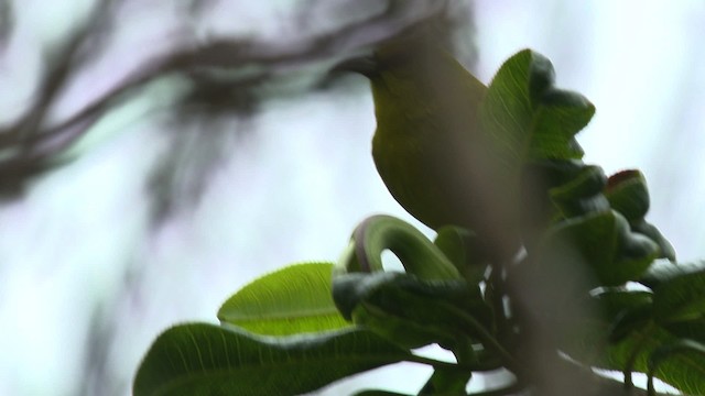 Kauai-Amakihikleidervogel - ML485298
