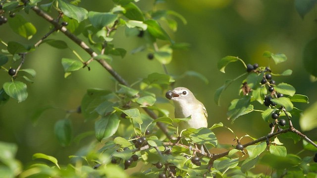 Blue-headed Vireo - ML485299071