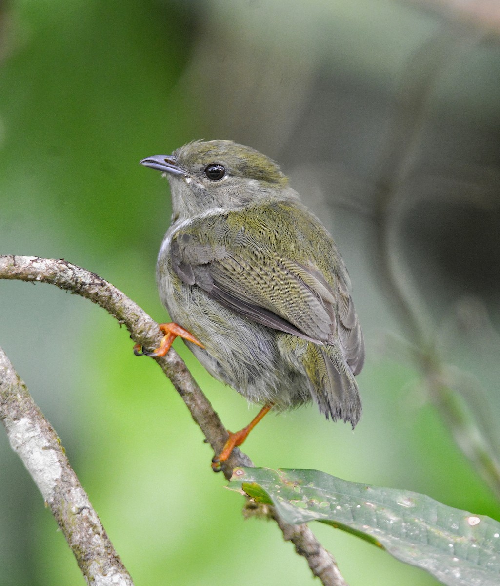 White-bearded Manakin - ML485300541