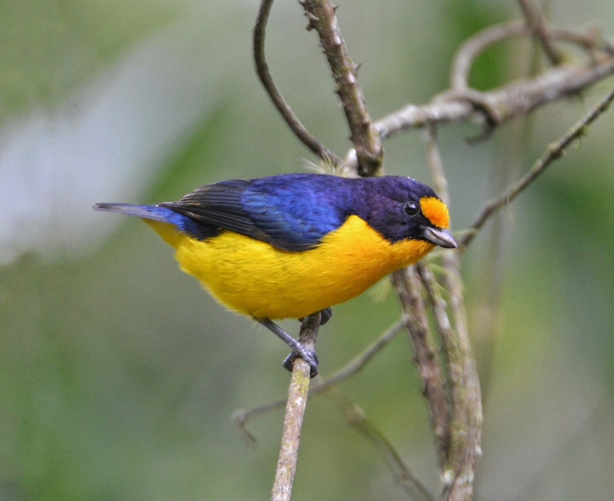 Violaceous Euphonia - ML485300791