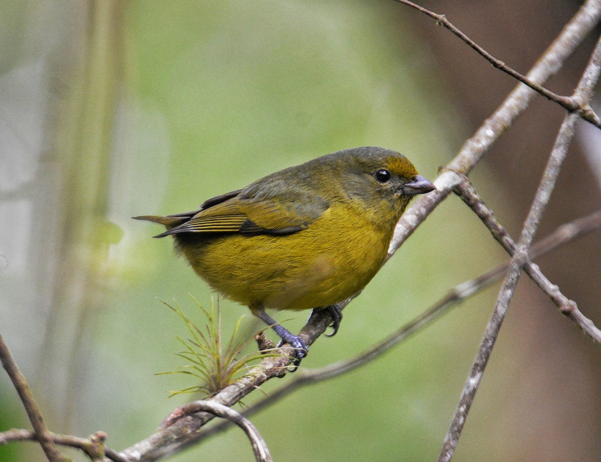 Violaceous Euphonia - ML485300801