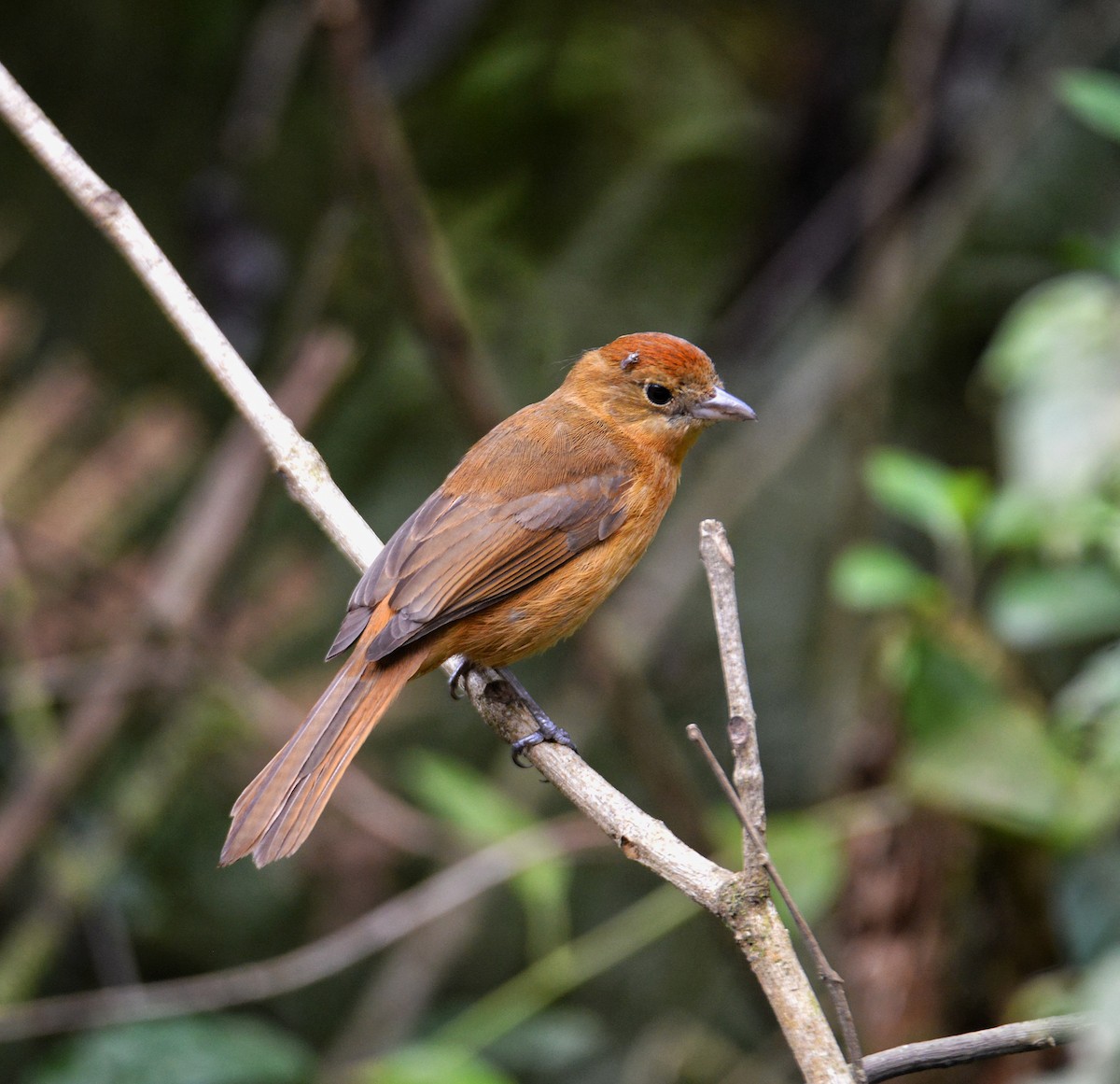 Flame-crested Tanager - ML485300851