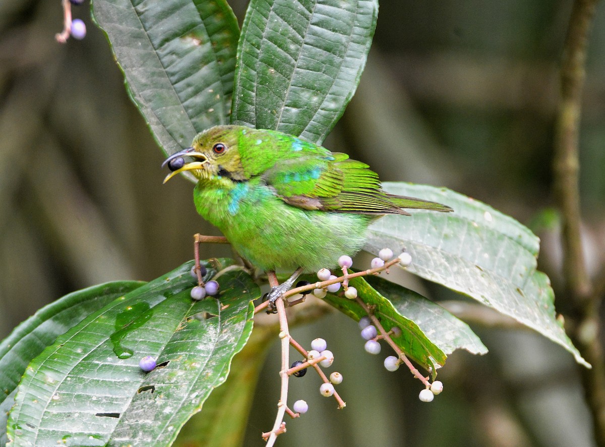 Green Honeycreeper - ML485301281