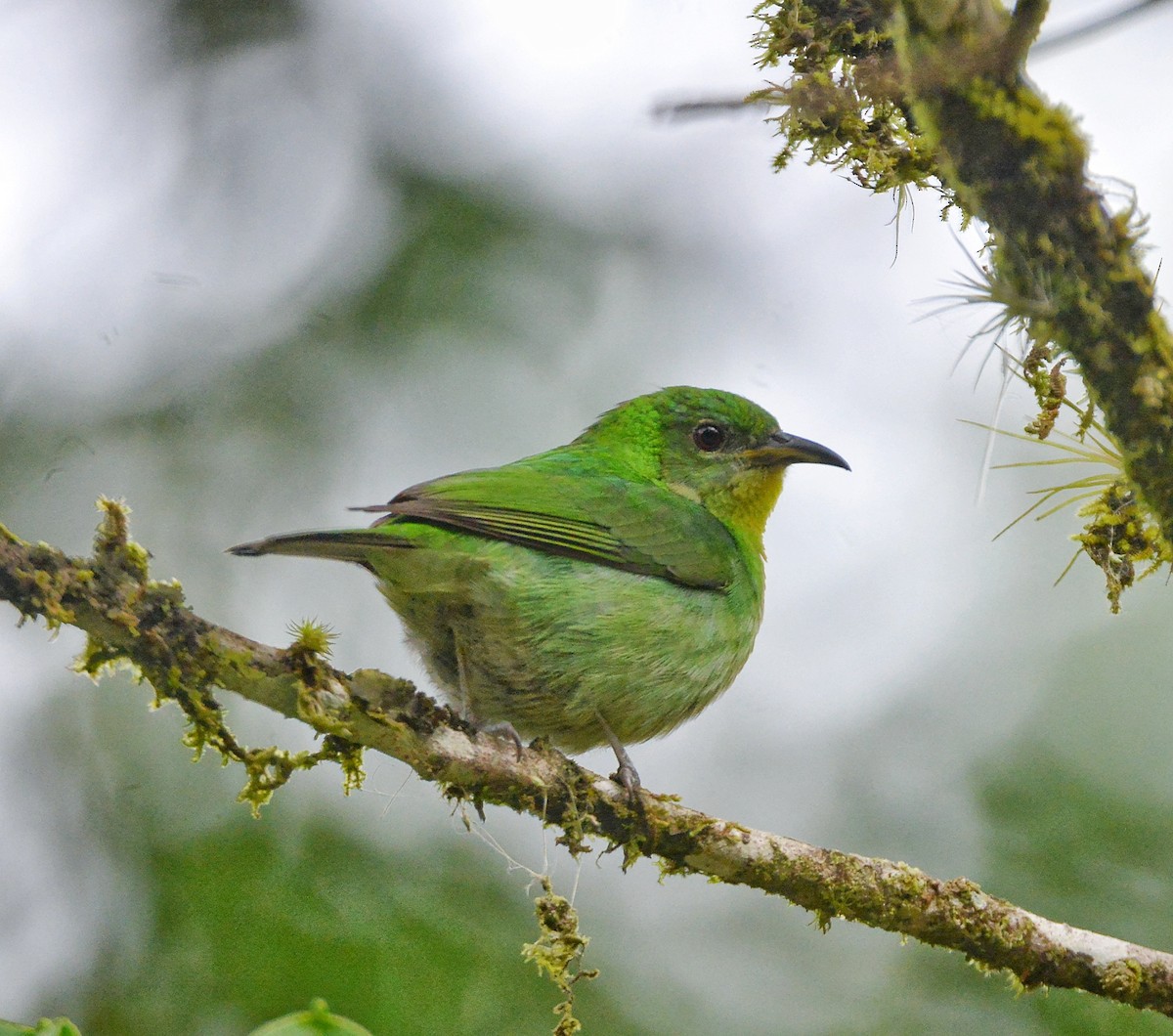 Green Honeycreeper - ML485301291