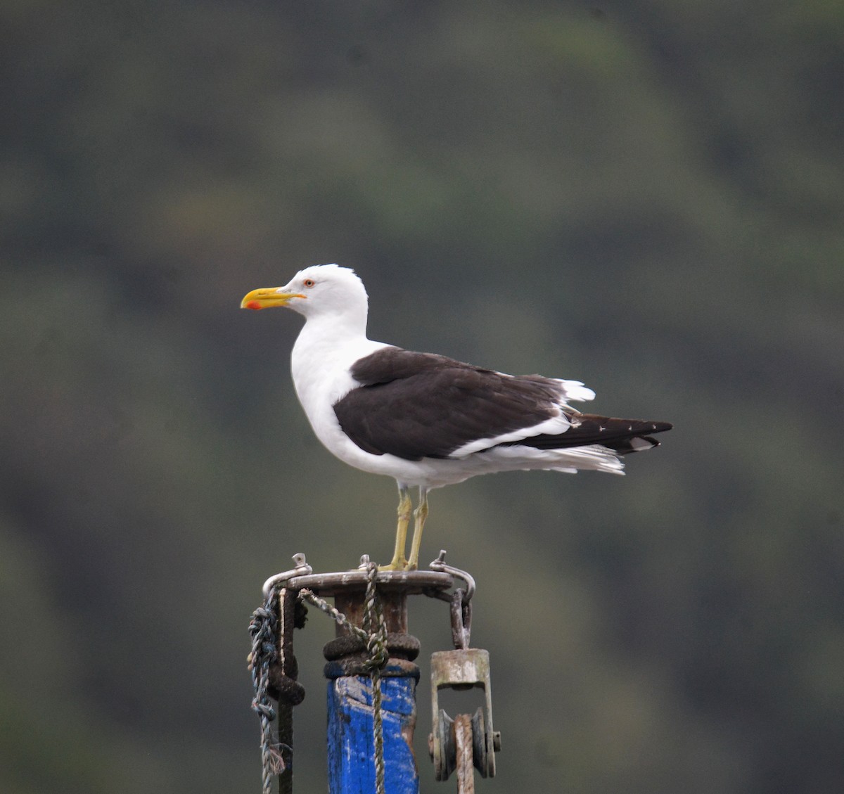 Kelp Gull - ML485301731