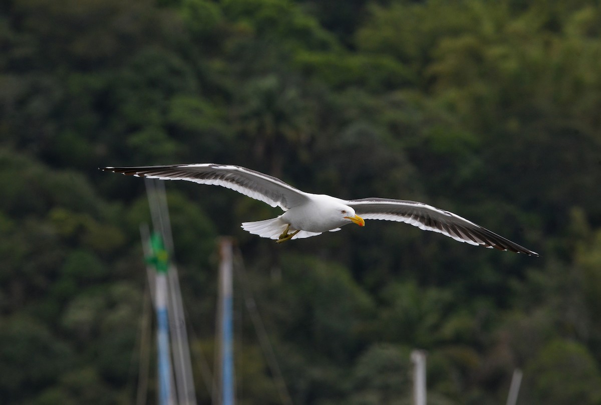 Kelp Gull - ML485301741