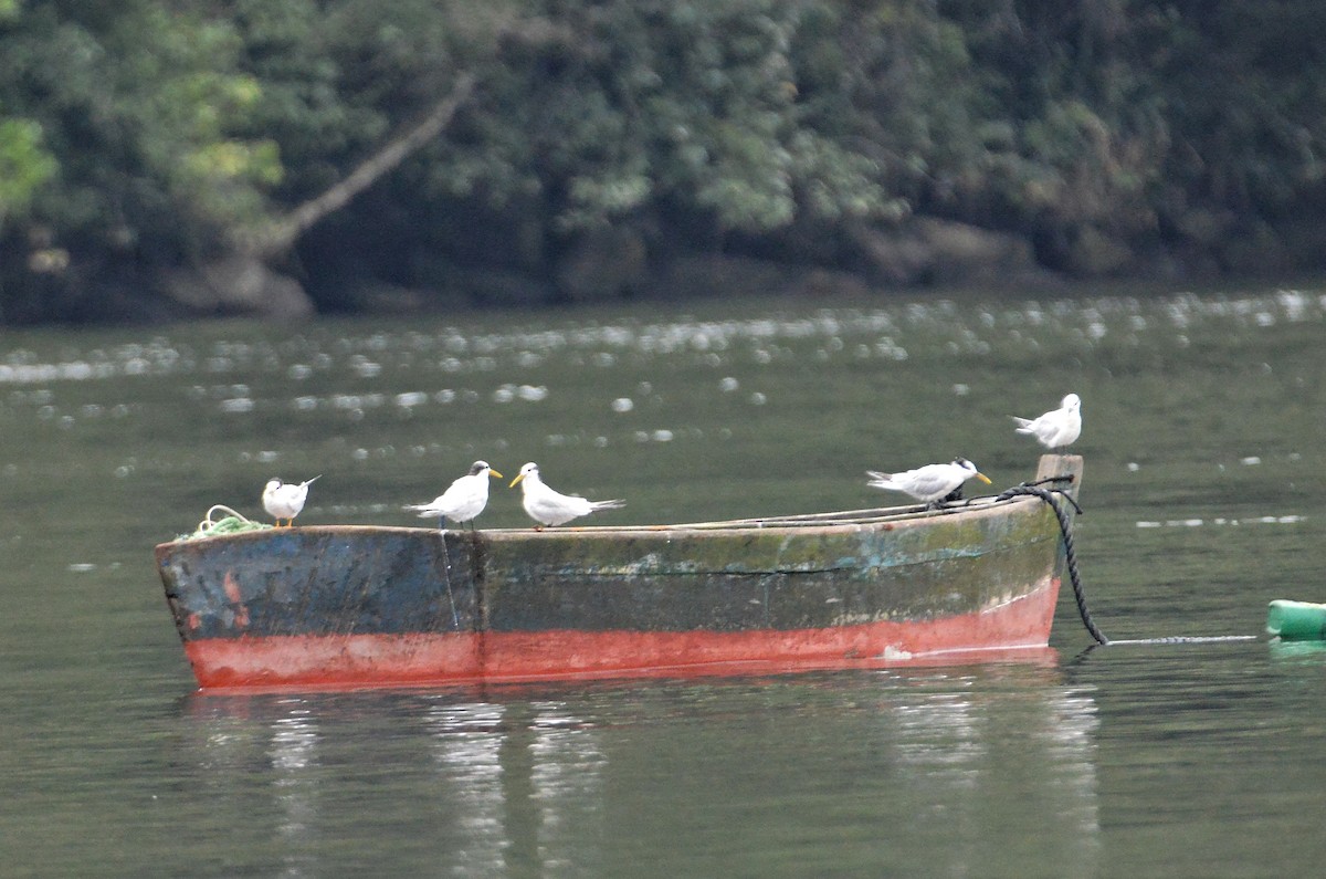 Sandwich Tern - Fausto Araujo
