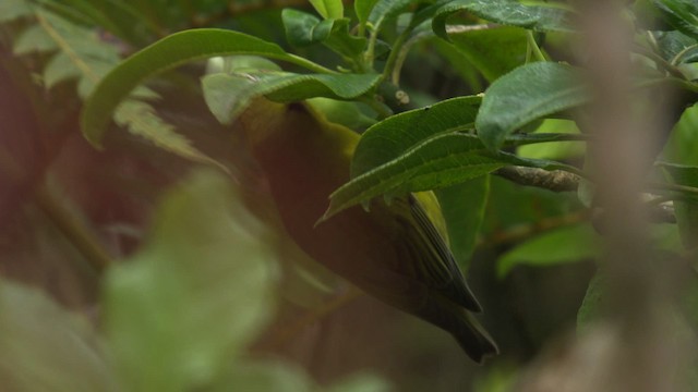 Kauai-Amakihikleidervogel - ML485302