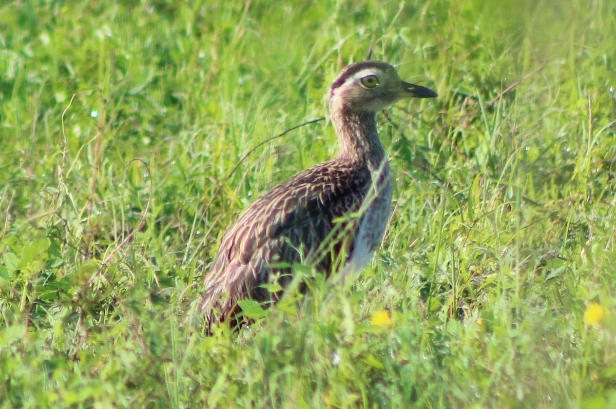 Double-striped Thick-knee - Nestor Herrera