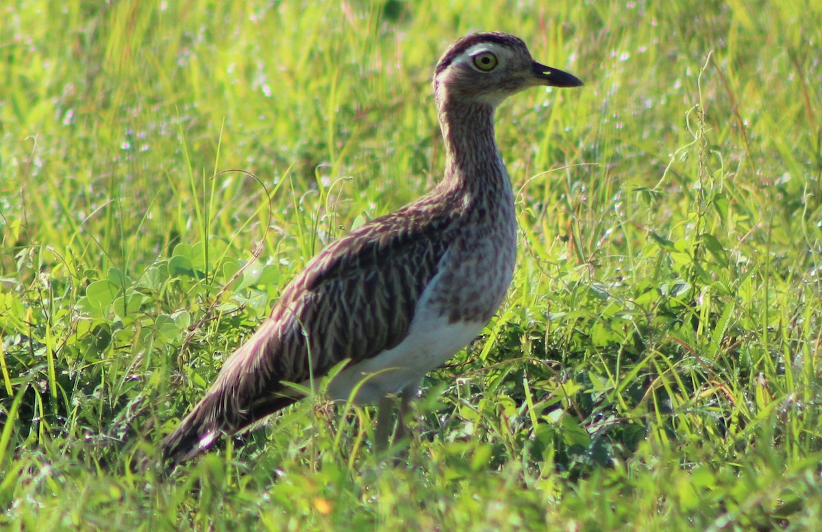 Double-striped Thick-knee - ML485302181