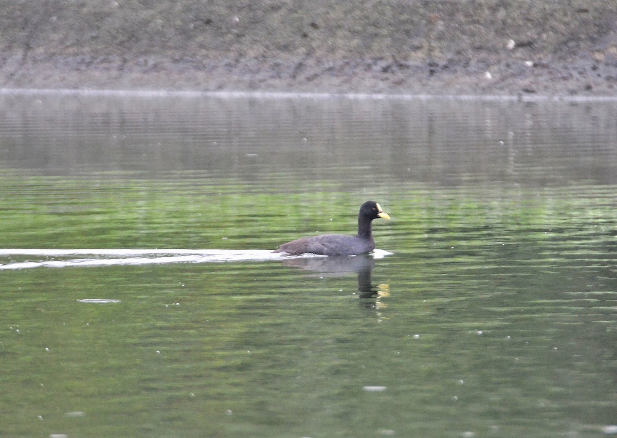 ナンベイオオバン - ML485302701