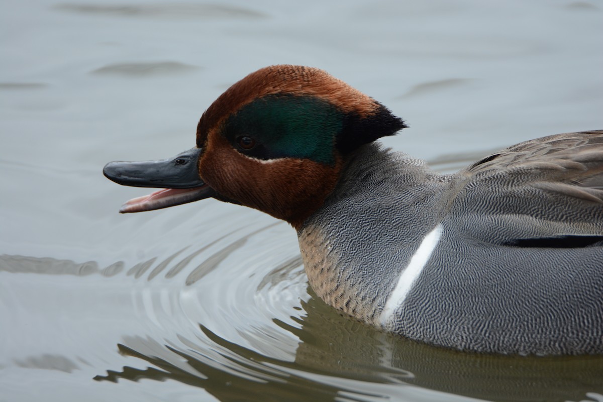 Green-winged Teal - Ted Bradford